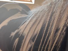 -北京群众马术培训基地