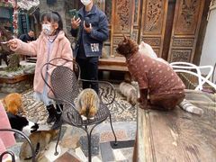 -喵屿·大理花园猫咖