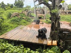 -海南热带野生动植物园
