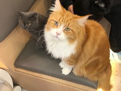 -喵园·猫主题咖啡厅·撸猫·猫咖(国贸店)