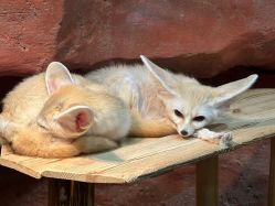 -Zoolung Zoolung动物主题公园(海信广场店)