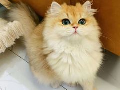 -欣宠猫屋·矮脚拿破仑·蓝金金渐层