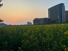 -光明小镇欢乐田园