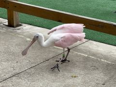-广州长隆飞鸟乐园