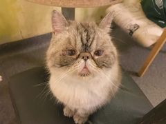 -猫色咖啡·猫咖