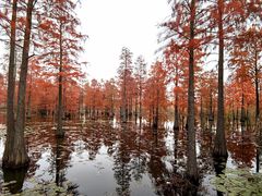 -池杉湖湿地公园