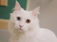 -飞行喵MR PILOT|猫舍·猫咖(静安大融城店)