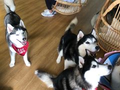 -Husky Go! 哈士奇体验馆·宠物咖啡厅狗咖