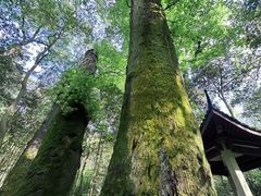 -西湖风景区十里琅珰-五云山
