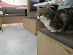 -喵园·猫主题咖啡厅·撸猫·猫咖(国贸店)