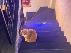 -Sirena海妖日咖夜酒