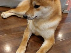 -柯斗斗主题餐厅·狗咖·围炉煮茶·茶饮(国瑞升平里店)