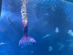 -太平洋海底世界