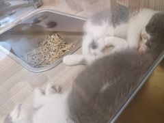 -飞行喵MR PILOT|猫舍·猫咖(静安大融城店)