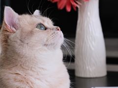-琪喵猫屋·撸猫猫咖·猫舍