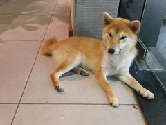 -柴务处·柴犬主题狗咖