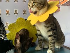 -喵屿·大理花园猫咖