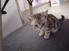 -三花喵·撸猫购宠·宠物生活馆(虹桥南丰城店)