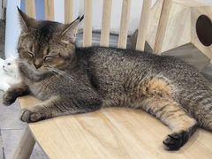 -楼上猫咖(罗湖店)