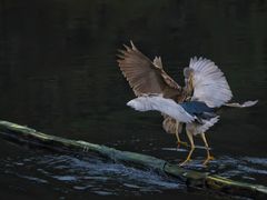 -重庆彩云湖湿地公园