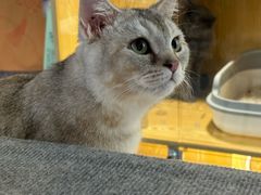 -平行世界·猫咖(首经贸店)