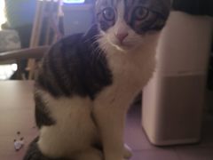 -平行世界·猫咖(首经贸店)