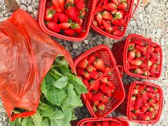 -喜杨洋草莓采摘园
