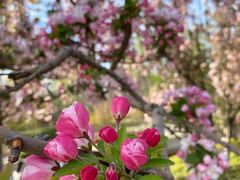 -海棠花溪(元大都城垣遗址公园)