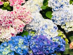 -双季花艺园艺市场(浦东店)