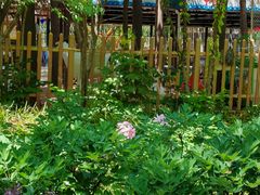 -洛阳市隋唐城遗址植物园
