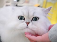 -momokira米努特·德文卷毛猫·棉花面纱犬