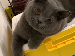 -喵zoo家庭繁育猫舍(尖东智能花园店)