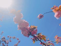-高东镇樱花园