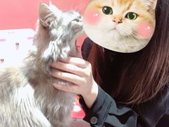 -猫色咖啡·猫咖