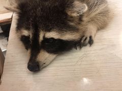 -浣熊柯尔鸭土拨鼠·电玩咖