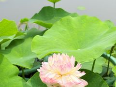 -嘉北郊野公园