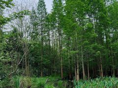 -桤木河湿地公园