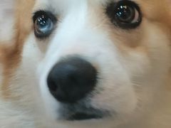 -柯斗斗主题餐厅·狗咖·围炉煮茶·茶饮(国瑞升平里店)