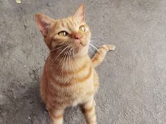 -喵屿·大理花园猫咖