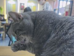 -猫小院猫主题餐厅(南锣旗舰店)