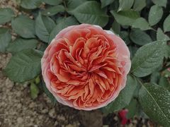 -南通鲜花小镇