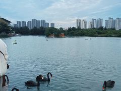 -五缘湾湿地公园
