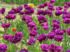 -祥源·阜阳生态乐园