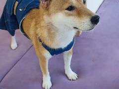 -怪兽屋·羊驼·猫咖·狗咖(俊华广场店)