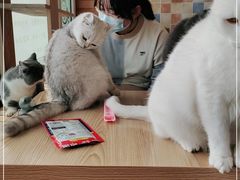 -猫的茶·猫咖