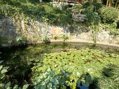 -十八棵（老龙井）御茶园(老龙井店)