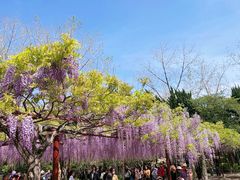 -嘉定紫藤园