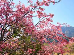 -风云岭森林公园