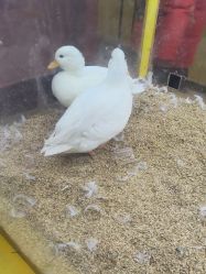 -神奇动物撸宠馆·羊驼·小浣熊·异宠(豫园店)