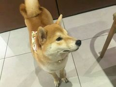 -柴务处·柴犬主题狗咖